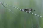 Rousserolle effarvatte, Acrocephalus scirpaceus, Eurasian Reed Warbler