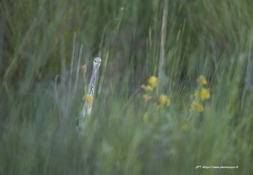 Héron cendré, Ardea cinerea, Grey Heron