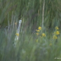 Héron cendré, Ardea cinerea, Grey Heron