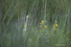 Héron cendré, Ardea cinerea, Grey Heron