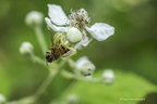  Araignée-crabe, Misumena vatia, Thomisus onustus