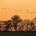 Grue cendrée, Grus grus, Common Crane