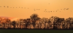 Grue cendrée, Grus grus, Common Crane