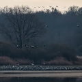 Grue cendrée, Grus grus, Common Crane