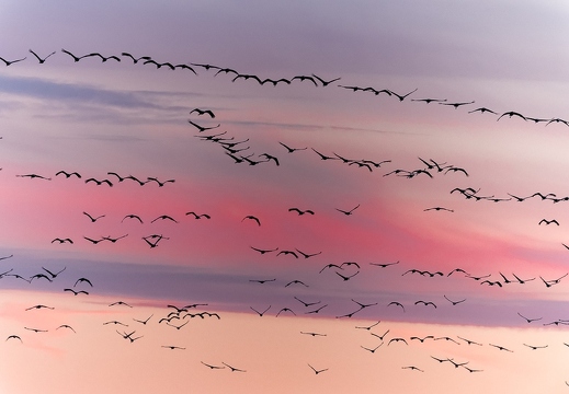 Hivernage des Grues cendrées en Brenne - عرض جميع صور هذا الألبوم Hivernage des Grues cendrées en Brenne