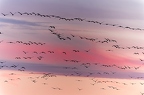 Hivernage des Grues cendrées en Brenne