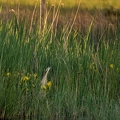 Butor étoilé, Botaurus stellaris, Eurasian Bittern