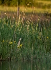 Butor étoilé, Botaurus stellaris, Eurasian Bittern