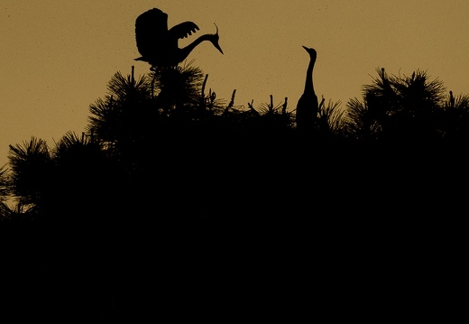 Héron cendré, Ardea cinerea, Grey Heron