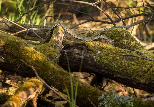 Les reptiles - عرض جميع صور هذا الألبوم Les reptiles