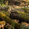 Couleuvre à collier, Natrix natrix