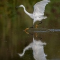 Aigrette garzette, Egretta garzetta, Little Egret