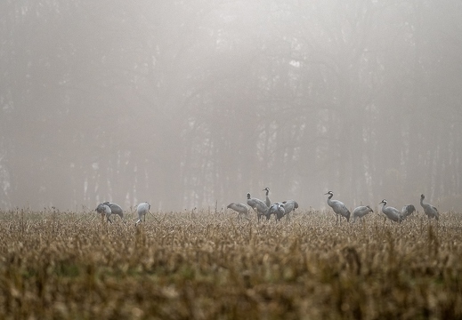 Grue cendrée, Grus grus, Common Crane
