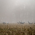 Grue cendrée, Grus grus, Common Crane