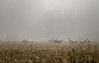 Grue cendrée, Grus grus, Common Crane