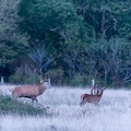 cerf cervidés brame renard_10670_DxO_2.jpg