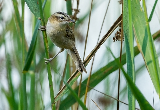 Phragmite des joncs, Acrocephalus schoenobaenus, Sedge Warbler