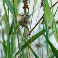 Phragmite des joncs, Acrocephalus schoenobaenus, Sedge Warbler