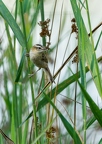 Phragmite des joncs, Acrocephalus schoenobaenus, Sedge Warbler