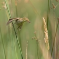 Rousserolle effarvatte, Acrocephalus scirpaceus, Eurasian Reed Warbler