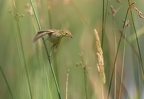 Rousserolle effarvatte, Acrocephalus scirpaceus, Eurasian Reed Warbler