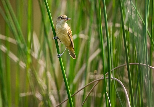 Rousserolle turdoïde, Acrocephalus arundinaceus, Great Reed Warbler