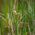 Rousserolle turdoïde, Acrocephalus arundinaceus, Great Reed Warbler