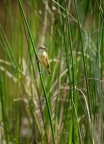 Rousserolle turdoïde, Acrocephalus arundinaceus, Great Reed Warbler