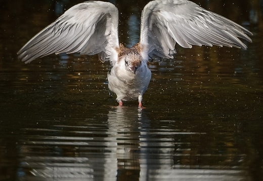 Guifette moustac, Chlidonias hybrida, Whiskered Tern