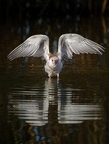 Guifette moustac, Chlidonias hybrida, Whiskered Tern