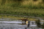 Renard roux, Vulpes vulpes, Goupil, Red fox