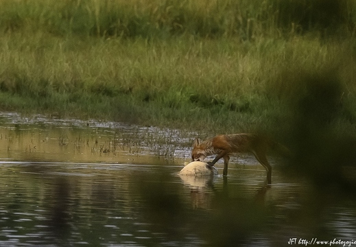 Renard roux, Vulpes vulpes, Goupil, Red fox