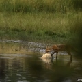 Renard roux, Vulpes vulpes, Goupil, Red fox