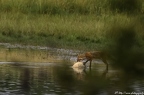 Renard roux, Vulpes vulpes, Goupil, Red fox