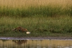 Renard roux, Vulpes vulpes, Goupil, Red fox