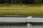 Spatule blanche, Platalea leucorodia, Eurasian Spoonbill