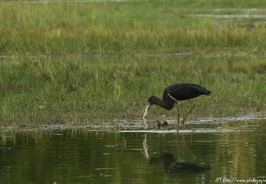 Cigogne noire, Ciconia nigra, Black Stork