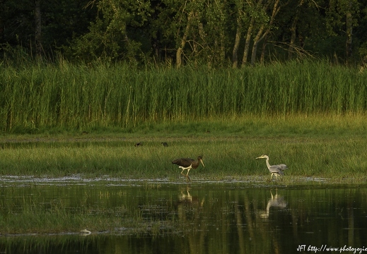 Cigogne noire, Ciconia nigra, Black Stork