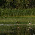 Cigogne noire, Ciconia nigra, Black Stork