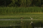 Cigogne noire, Ciconia nigra, Black Stork