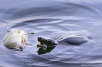 Cistude d'Europe, Emys orbicularis, Tortue de Brenne