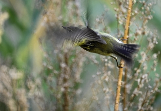 Pouillot fitis, Phylloscopus trochilus, Willow Warbler