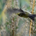 Pouillot fitis, Phylloscopus trochilus, Willow Warbler