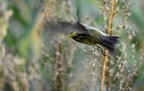 Pouillot fitis, Phylloscopus trochilus, Willow Warbler