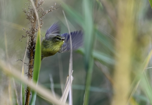 Pouillot fitis, Phylloscopus trochilus, Willow Warbler