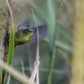 Pouillot fitis, Phylloscopus trochilus, Willow Warbler