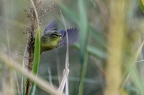 Pouillot fitis, Phylloscopus trochilus, Willow Warbler