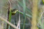 Pouillot fitis, Phylloscopus trochilus, Willow Warbler