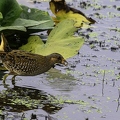 Marouette ponctuée - Porzana porzana - Spotted Crake