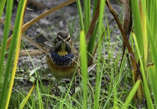 Gorgebleue à miroir - Luscinia svecica - Bluethroat